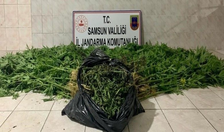 Bafra'da kenevir yetiştiren2 şahıs suçüstü yakalandı - Samsun’da jandarma ekipleri tarafından, kenevir ektikleri alanı sulayan 2 şahıs suçüstü yakalandı.