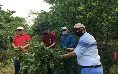 Çarşamba’da fındık rekolte tespitine başlandı
