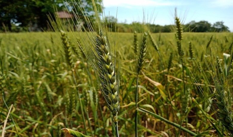 Yerli buğday “kirve” tarla günü ile tanıtılacak
 - Karadeniz Tarımsal Araştırma Enstitüsü Müdürlüğü tarafından geliştirilerek tescil ettirilen “kirve” ekmeklik buğday çeşidi tarla günü ile tanıtılacak.
