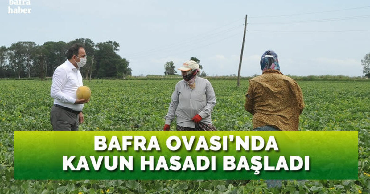 Bafra Ovası’nda ‘kavun’ hasadı başladı