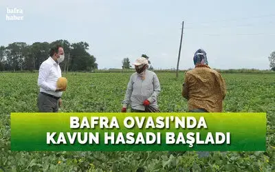 Bafra Ovası’nda ‘kavun’ hasadı başladı