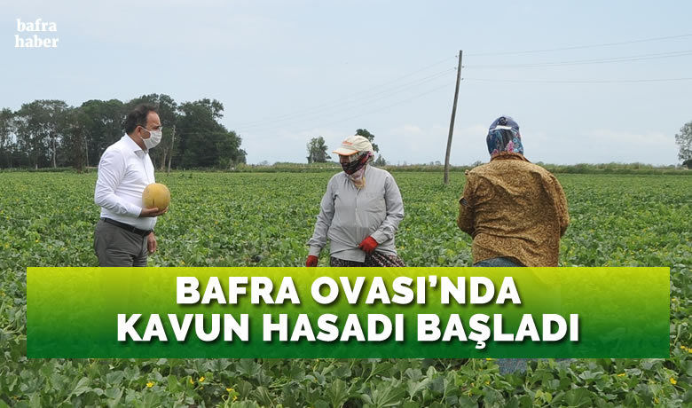 Bafra Ovası’nda ‘kavun’ hasadı başladı