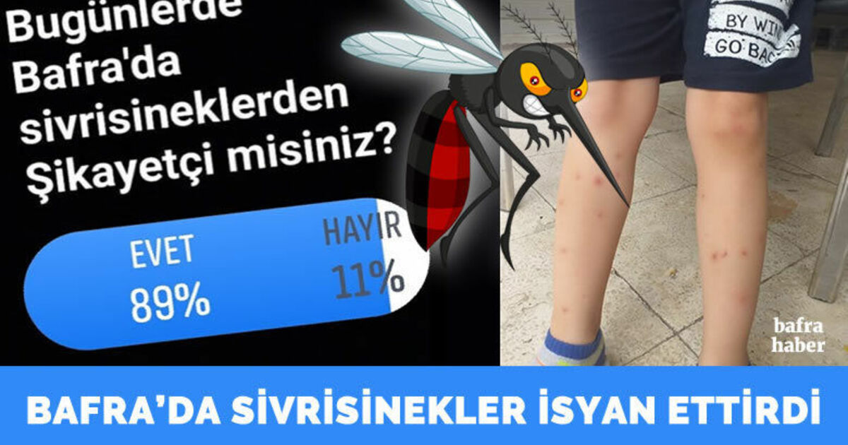 Bafra’da Sivrisinek İle İlgili Şikâyetler Arttı