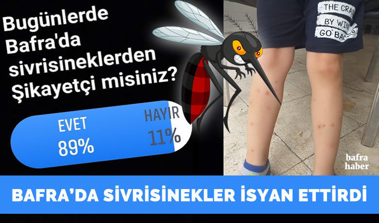 Bafra’da Sivrisinek İle İlgili Şikâyetler Arttı