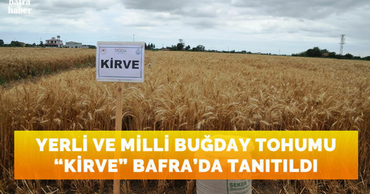 Yerli ve milli buğday tohumu ’kirve’ Bafra'da tanıtıldı