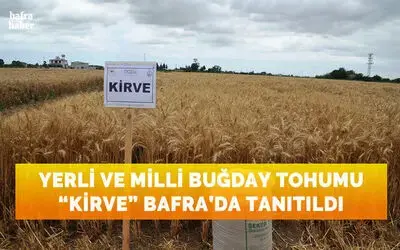 Yerli ve milli buğday tohumu ’kirve’ Bafra'da tanıtıldı