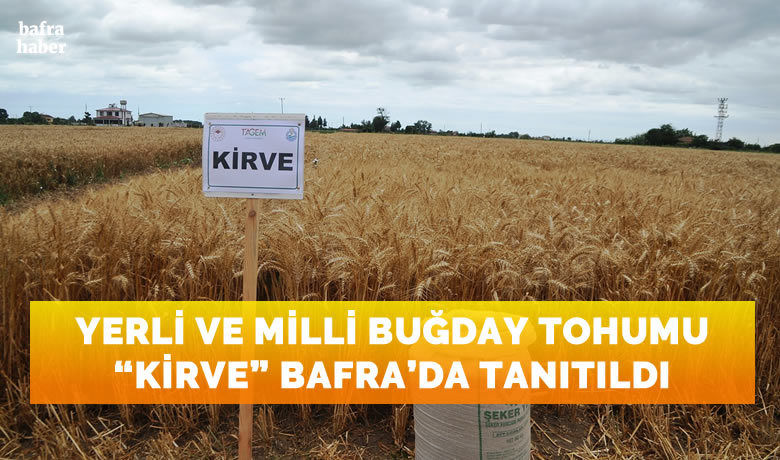 Yerli ve milli buğdaytohumu ’kirve’ Bafra'da tanıtıldı