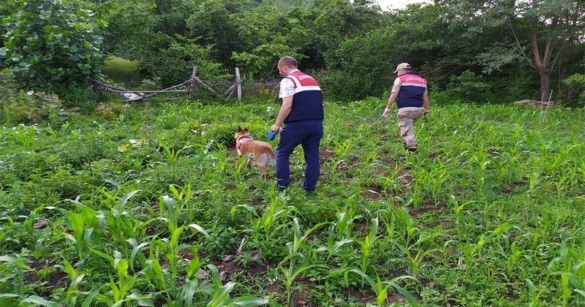Samsun’da uyuşturucu operasyonları: 10 gözaltı
