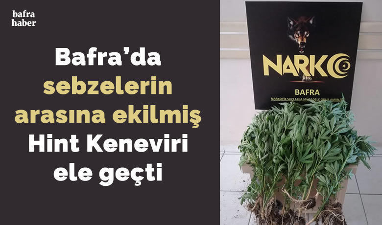 Bafra’da Sebzelerin Arasına EkilmişHint Keneviri Ele Geçti - Samsun'un Bafra ilçesinde tarlada sebzelerin arasına ekilmiş 23 Kök Hint Keneviri ele geçirildi. 