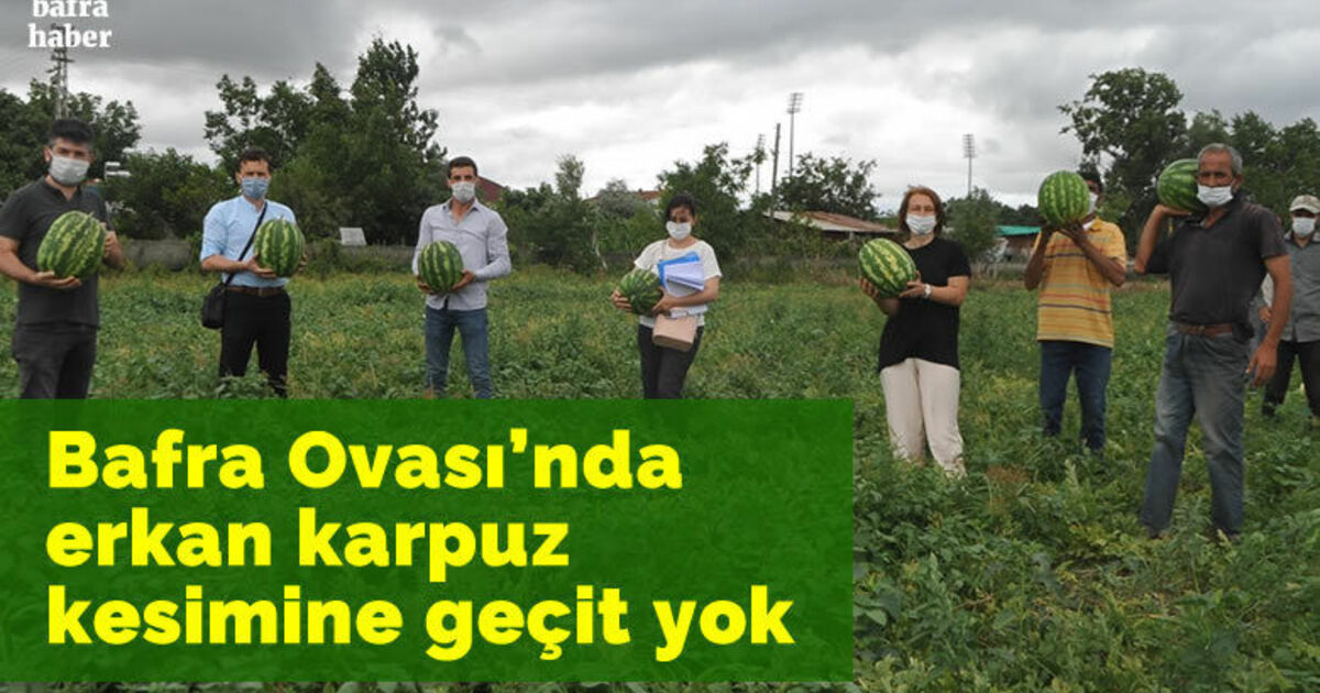 Bafra Ovası’nda erkan karpuz kesimine geçit yok