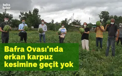 Bafra Ovası’nda erkan karpuz kesimine geçit yok
