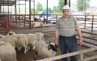 Kurbanlıklar alıcı bekliyor
