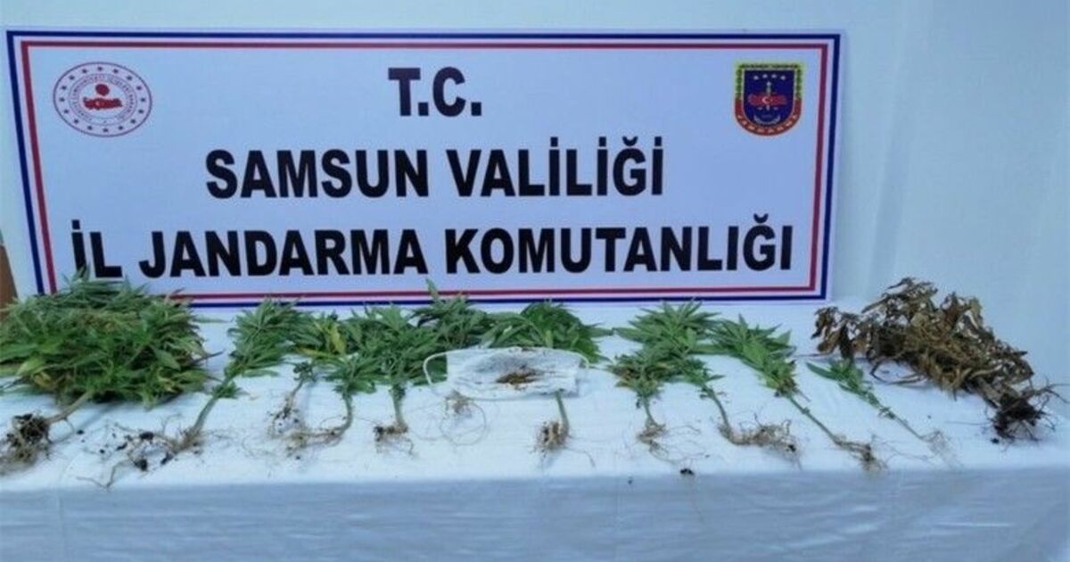 Samsun’da 162 kök kenevir ele geçirildi, 4 şüpheli gözaltında
