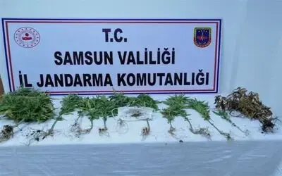 Samsun’da 162 kök kenevir ele geçirildi, 4 şüpheli gözaltında
