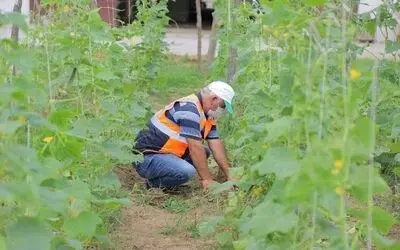 Çarşamba Belediyesi kendi sebzesini üretiyor
