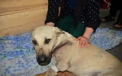 Kesici aletle yaralanan sokak köpeğini mahalleli tedavi ettirdi
