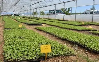 Samsun Büyükşehirden tohum desteği
