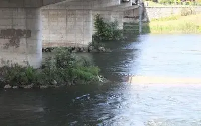 Köpek kurtarma operasyonu
