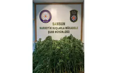 Samsun’da 124 kök kenevirle yakalanan bir kişi gözaltına alındı
