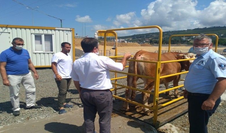 Hayvan pazarlarına sıkı denetim
 - Samsun Büyükşehir Belediyesi ekipleri yaklaşan Kurban Bayramı öncesinde kurbanlık alım satım yerlerinde bulunan tartı aletlerinin denetimini artırdı.
