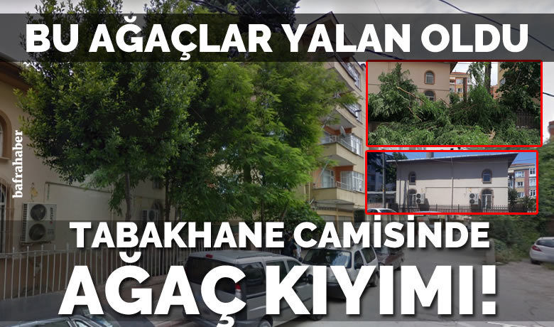 Yedaş’ın Budadığı Ağaçlar Dibinden Kesildi - Samsun’un Bafra ilçesi Tabakhane Camisi’nin bahçesindeki ağaçlar YEDAŞ’ın budama çalışmasının ardından dibinden kesildi. 