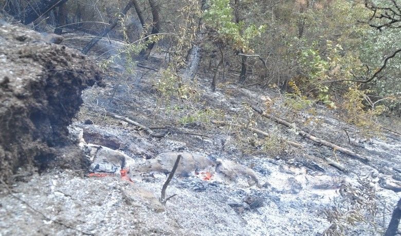 Bafra’da orman yangını - Samsun’un Bafra ilçesinde ormanlık alanda çıkan yangında 2 hektar alan zarar gördü.