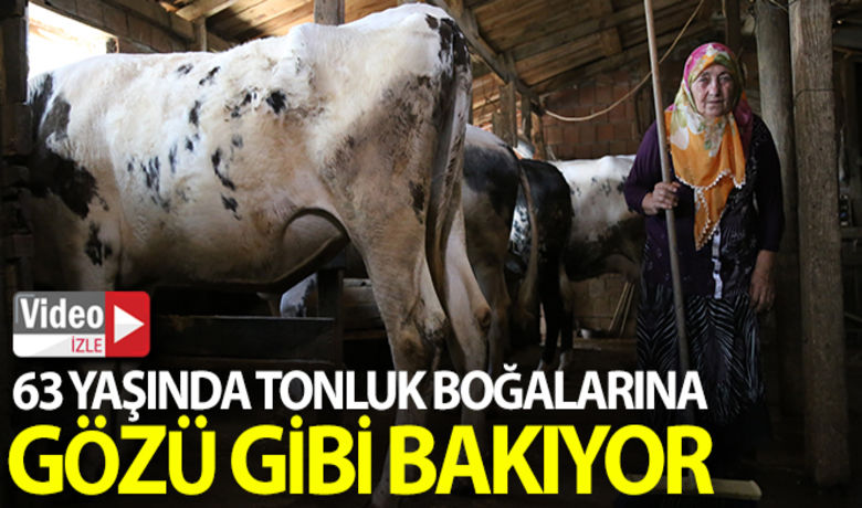 63 yaşındaki kadın tonlukboğalarına gözü gibi bakıyor - Kocaeli’nin Körfez ilçesinde bir yıl önce eşini kaybeden İclal Oktan, sabahın erken saatlerinden, gecenin geç saatlerine kadar gözü gibi baktığı biri 1 tonluk, diğeri 800 kiloluk boğası için alıcı bekliyor.BUGÜN NELER OLDU?