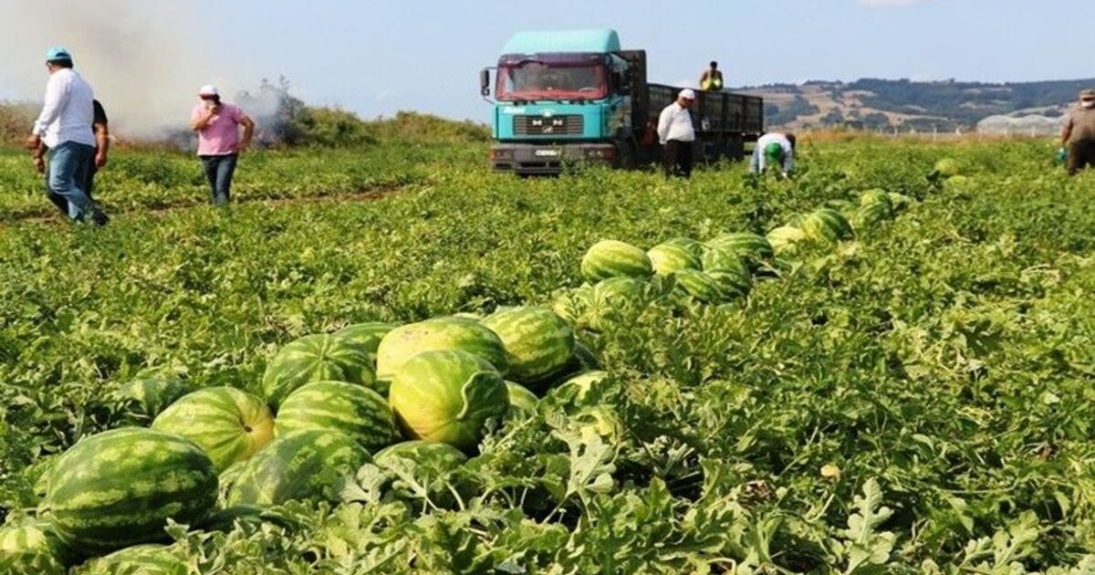 Karpuz üreticisi fiyattan memnun