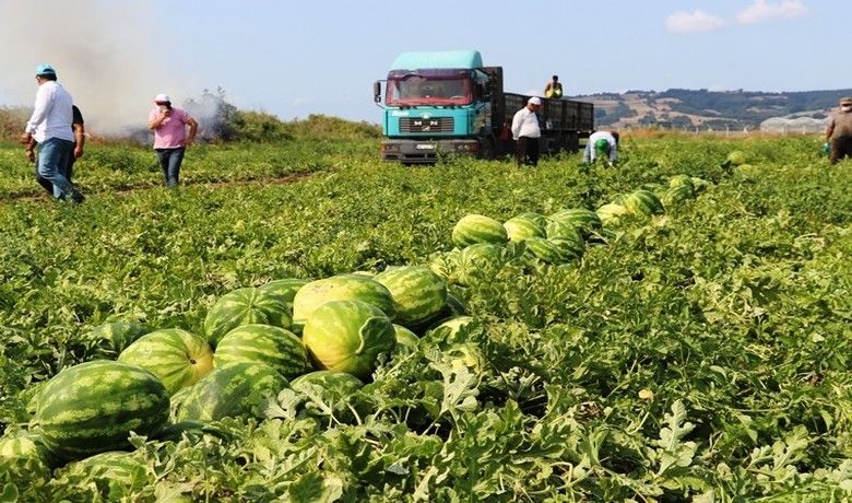 Karpuz üreticisi fiyattan memnun - Samsun İl Tarım ve Orman Müdürü İbrahim Sağlam, Bafra Ovası’nda karpuz hasadının devam ettiğini, iklim şartlarının etkisiyle verimde bir miktar azalma olduğunu ancak fiyat açısından üreticinin yüzünün güldüğünü söyledi.
