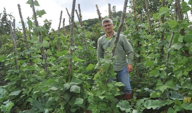 Nebiyan fasulyesi gün sayıyor - Samsun’un 19 Mayıs ilçesindeki Nebiyan Dağı eteklerinde üretilen, Nebiyan fasulyesi gün sayıyor.
