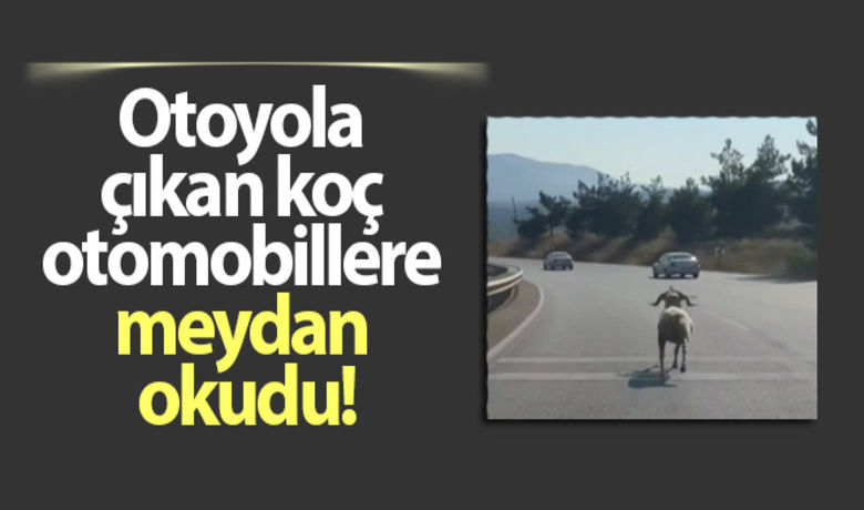 Otoyola çıkan koç otomobillere meydan okudu - Bursa'da sahiplerinin elinden kaçan kurbanlıklar saatler sonra yakalandı. Otoyola çıkan koçun otomobillere meydan okuması ise saniye saniye vatandaşlar tarafından kayda alındı.BUGÜN NELER OLDU?