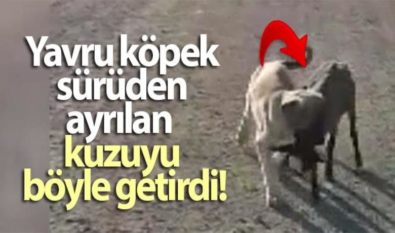 Yavru köpek sürüden ayrılan kuzuyu böyle getirdi - Tunceli’de bir yavru köpek, sürüden geride kalan kuzuyu boynundan tutarak sürünün en başına kadar götürdü. O anlar, cep telefonu kamerasıyla kaydedildi.BUGÜN NELER OLDU?