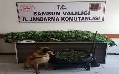 Uyuşturucu tacirleri "Ozon"u geçemiyor
