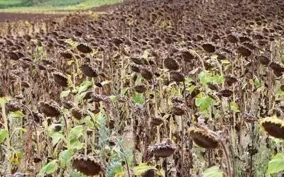 Ayçiçeği hasat için gün sayıyor

