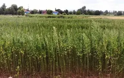 Kenevirin boyu 4 metreye ulaştı
