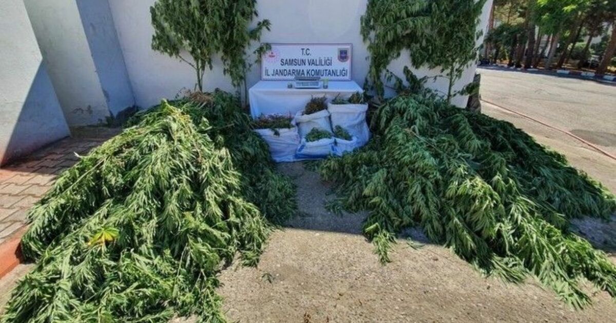 Samsun’da uyuşturucu operasyonları: 12 gözaltı
