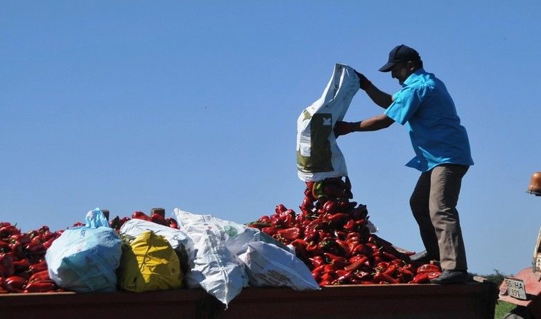 Bu biberin bir tanesi 250 gram geliyor - Samsun’un Bafra Ovası’nda üretilen kapya biberin bir tanesi ortalama 250 gram geliyor.