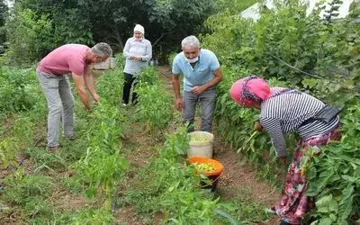 Çarşamba Ovası’nda biber hasadı
