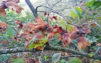 Yetersiz yağış fındığı yaktı
