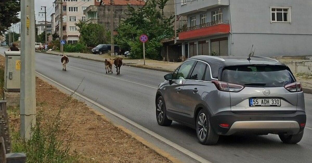 Karayolunda büyükbaş hayvanlar trafiği aksattı