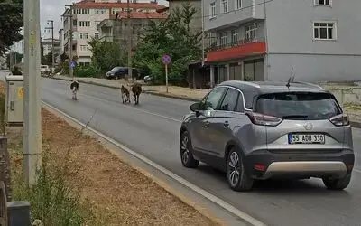 Karayolunda büyükbaş hayvanlar trafiği aksattı