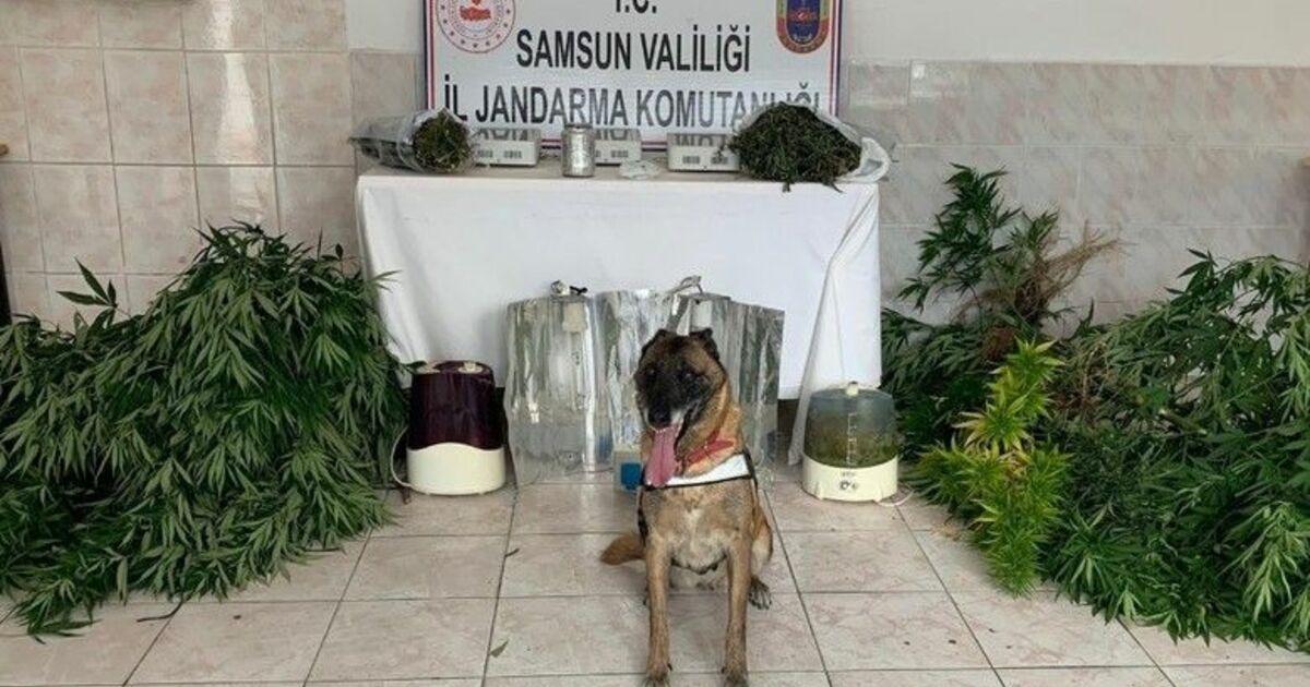 Bafra Jandarması uyuşturucu tacirlerine göz açtırmıyor