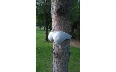 Parktaki ağaçlara kadın iç çamaşırı asılması tepki çekti
