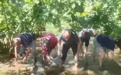Suda yüzen fındığı topladılar
