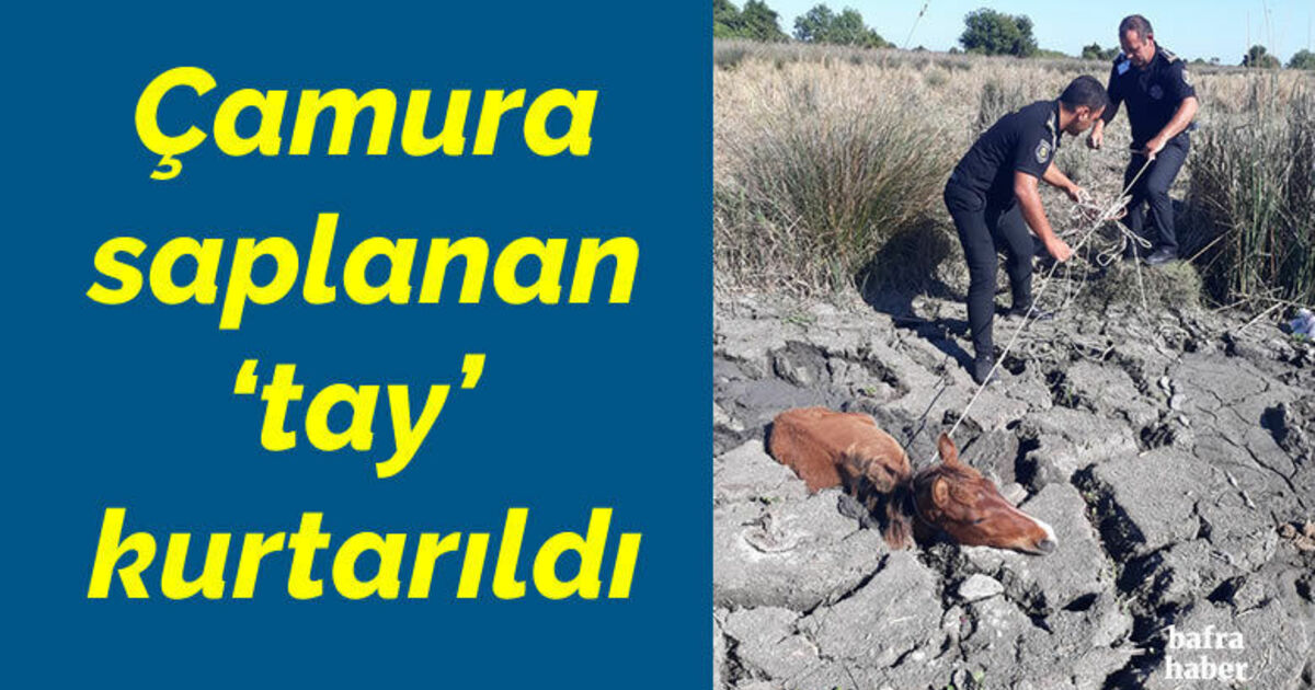 Çamura saplanan ‘tay’ kurtarıldı