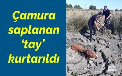 Çamura saplanan ‘tay’ kurtarıldı