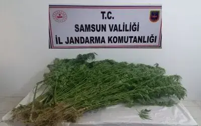 Jandarmadan uyuşturucu operasyonu
