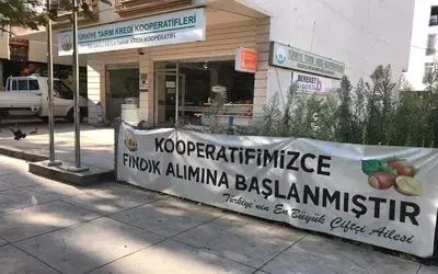 Kooperatif fındık alımına başlıyor
