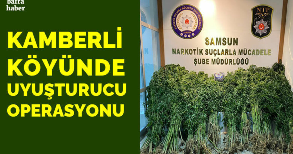 Bafra’da 562 kök kenevir ve 350 gram esrar ele geçirildi
