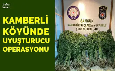 Bafra’da 562 kök kenevir ve 350 gram esrar ele geçirildi